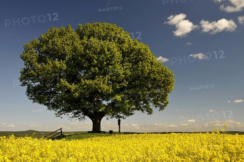Peace oak, (Quercus) in front of rape field near Hombressen, Hesse, Germany, Europe