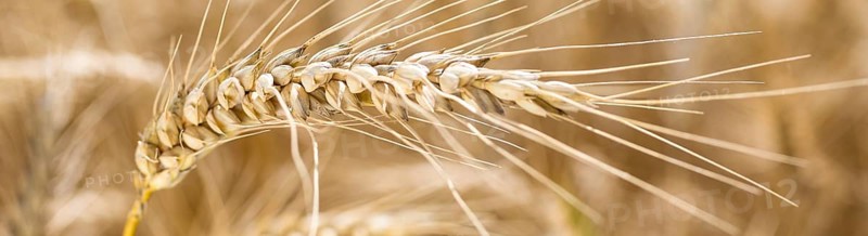 Grain field with ripe ears of wheat (triticum) in front of a blue sky, Riesa, Saxony, Germany, Europe