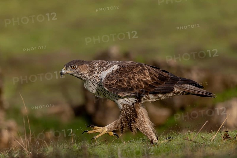 Bonelli's eagle (Aquila fasciata), running across meadow, Sierra Morena, Andalusia, Spain, Europe