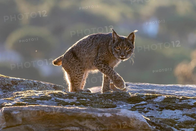 Lynx pardinus, male, running over stone, backlight, background far away, Sierra de Andujar, Andalusia, Spain, Europe