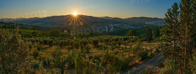 Tuscan landscape at sunrise, country estate with vineyards, forests amd olive trees in Chianti, Chianti Region, Tuscany, Italy, Europe