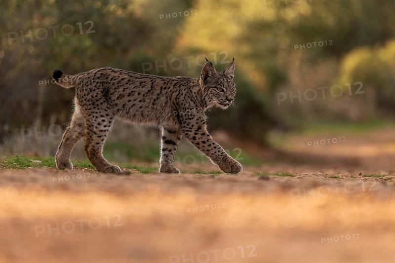 Lynx pardinus, young male, from the side, La Mancha, Spain, Europe