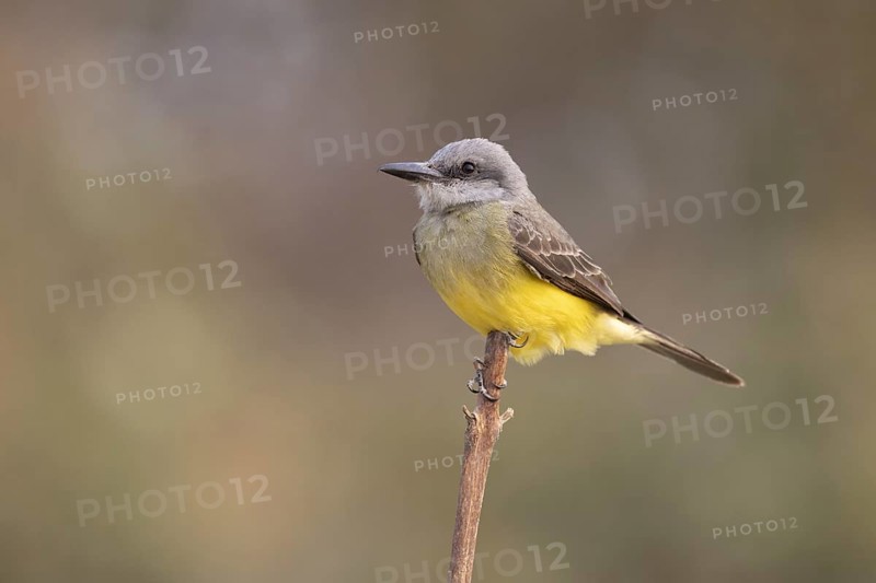 Mourning Tyrant (Tyrannus melancholicus), Pantanal, Brazil, South America