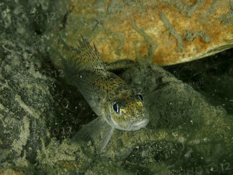 A ruffe (Gymnocephalus cernua) near stones in the water, dive site Zollbrücke, Rheinau, Canton Zurich, Rhine, High Rhine, Switzerland, Germany, Europe