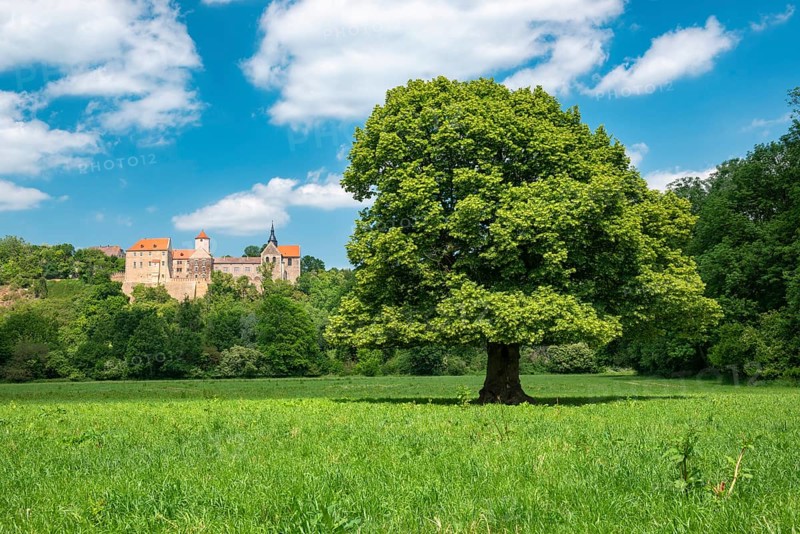 Landscape in the Saale valley near Naumburg in spring, in front a solitary lime tree in bloom, behind Goseck Castle, Naumburg, Saxony-Anhalt, Germany, Europe