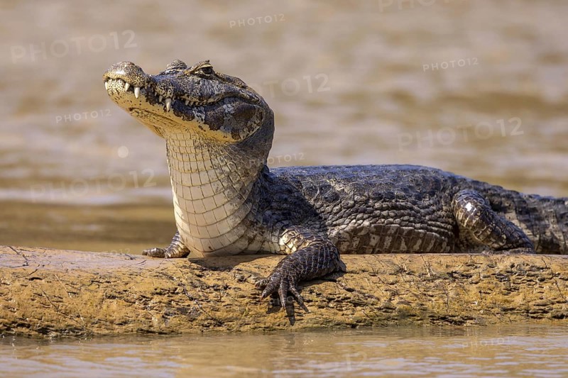 Spectacled caiman (Caiman yacare), lying on a sandbank by the river, portrait, Pantanal, Brazil, South America