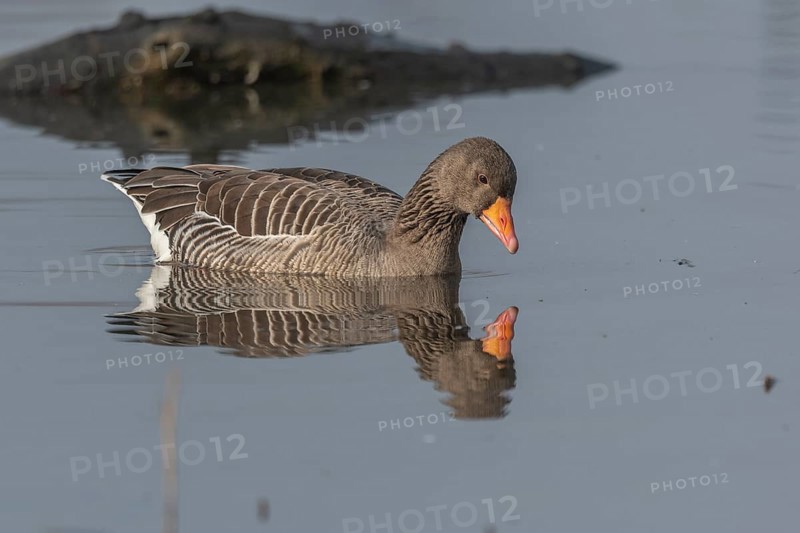 Greylag goose (Anser anser) swimming on a pond in a nature reserve. Lower Rhine, Alsace, France, Europe