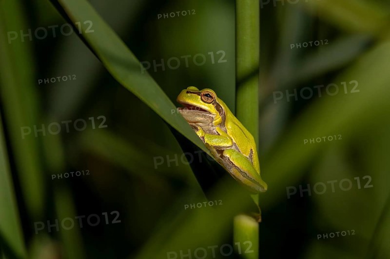 Tree frog (Hyla arborea), open mouth, reed stalk, Danube Delta, Romania, Europe