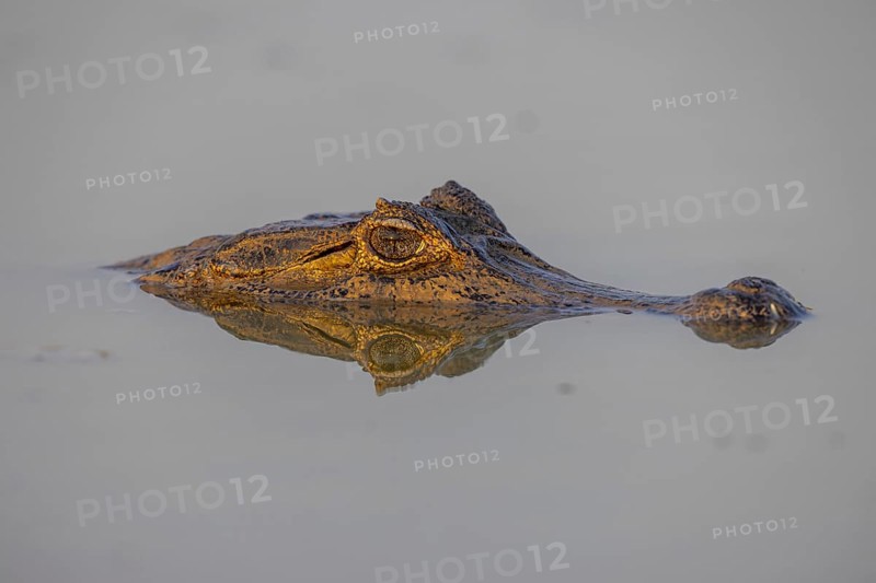 Spectacled caiman (Caiman yacare), swimming in a lake, head portrait, Pantanal, Brazil, South America