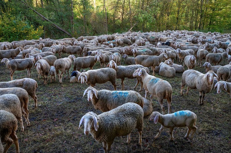 A herd of Merinoland sheep in a fenced pasture, Thuisbrunn, Upper Franconia, Bavaria, Germany, Europe