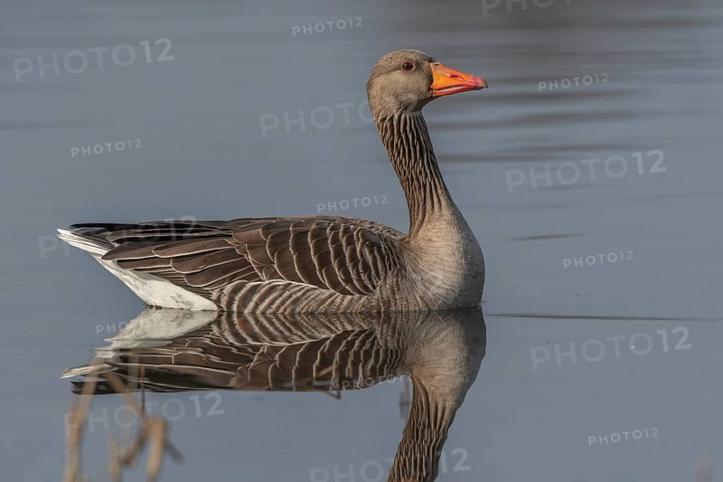 Greylag goose (Anser anser) swimming on a pond in a nature reserve. Lower Rhine, Alsace, France, Europe