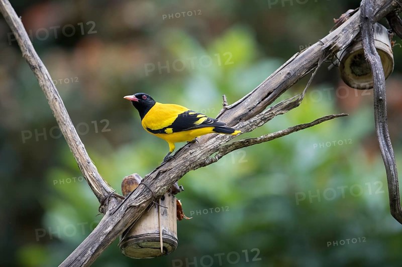 Black-headed oriole (Eurasian Golden Oriole xanthornus), Kaeng Krachan National Park, Thailand, Asia