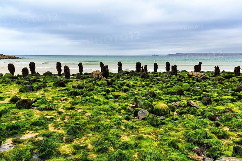 Boulders, seaweed, seaweed, view over St. Ives Bay towards Godrevy, coastline, West Cornwall, England, Great Britain
