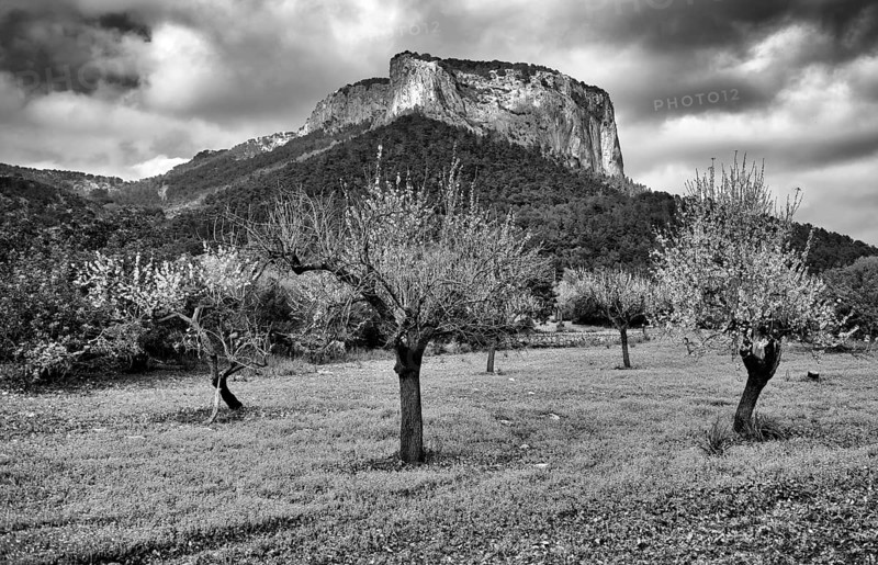 Almond blossom, almond trees, plantation, behind Tramuntana mountains, Serra de Tramuntana, Alaró, Calvià, black and white, Majorca, Balearic Islands, Balearic Islands, Spain, Europe