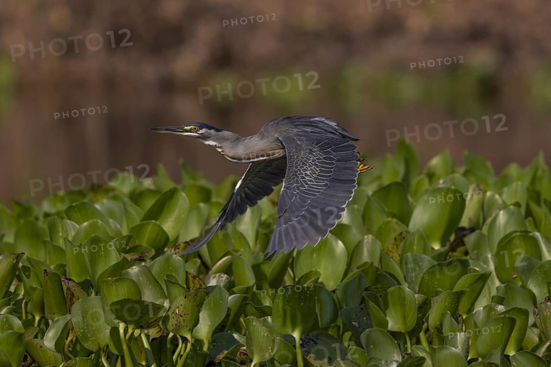 Mangrove heron (Butorides striata), flies over aquatic plants, Pantanal, Brazil, South America