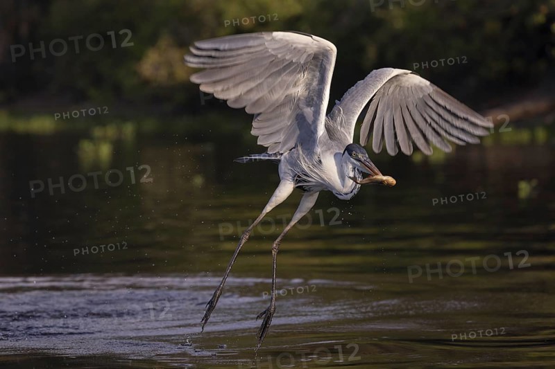 Cocoirei heron (Ardea cocoi), flying with fish, Rio Claro, Pantanal, Brazil, South America