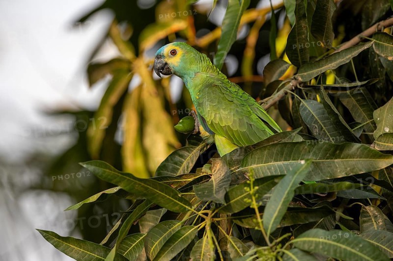 Blue-fronted Amazon (Amazona aestiva), with fruit, Pantanal, Brazil, South America