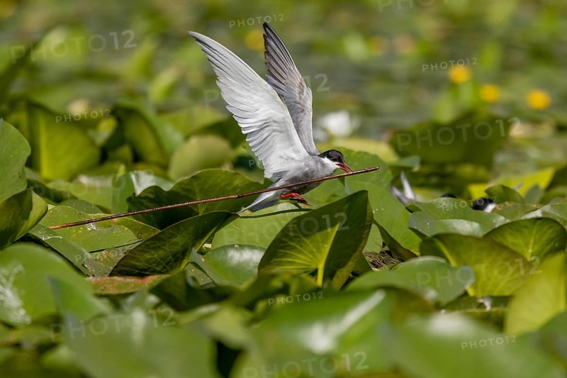 White-bearded Tern (Chlidonias hybrida), flying with nesting material, Danube Delta, Romania, Europe
