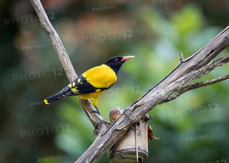Black-headed oriole (Eurasian Golden Oriole xanthornus), Kaeng Krachan National Park, Thailand, Asia