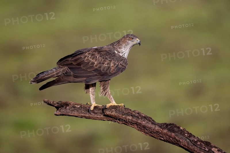 Bonelli's eagle (Aquila fasciata), on branch, Sierra Morena, Andalusia, Spain, Europe