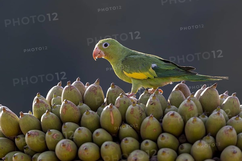 Yellow-winged Parakeet (Brotogeris chiriri) or Canary-winged Parakeet, on palm fruit, Pantanal, Brazil, South America