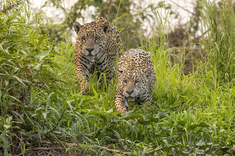 Jaguar (Panthera onca), 2 males in riparian vegetation, Pantanal, Brazil, South America