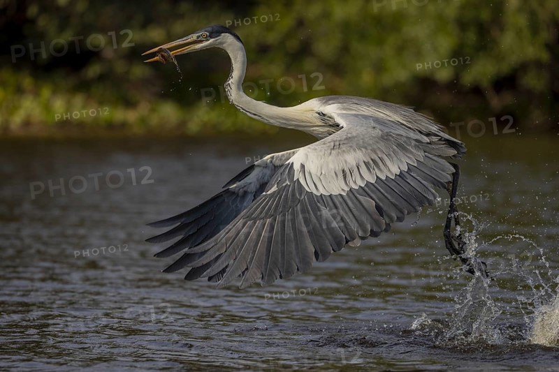 Cocoirei heron (Ardea cocoi), flying with fish, Pantanal, Brazil, South America