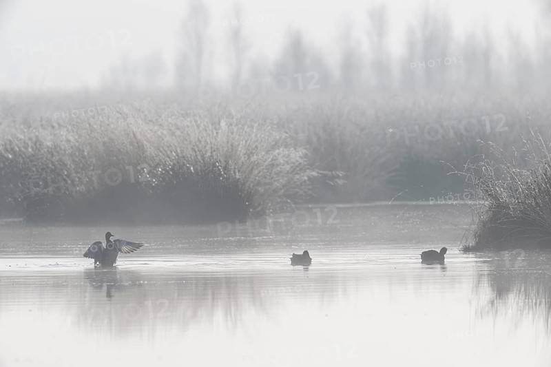 Moor scour with teals (Anas crecca) in the fog, Emsland, Lower Saxony, Germany, Europe