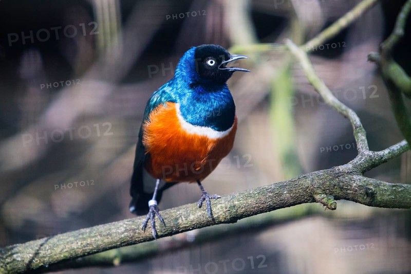 Superb Starling (Lamprotornis superbus), adult male bird, perched on a branch singing, native to Africa, captive, Germany, Europe