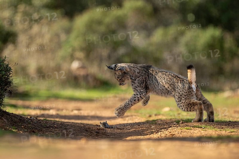 Lynx pardinus, young male, playing with rat, prey, La Mancha, Spain, Europe