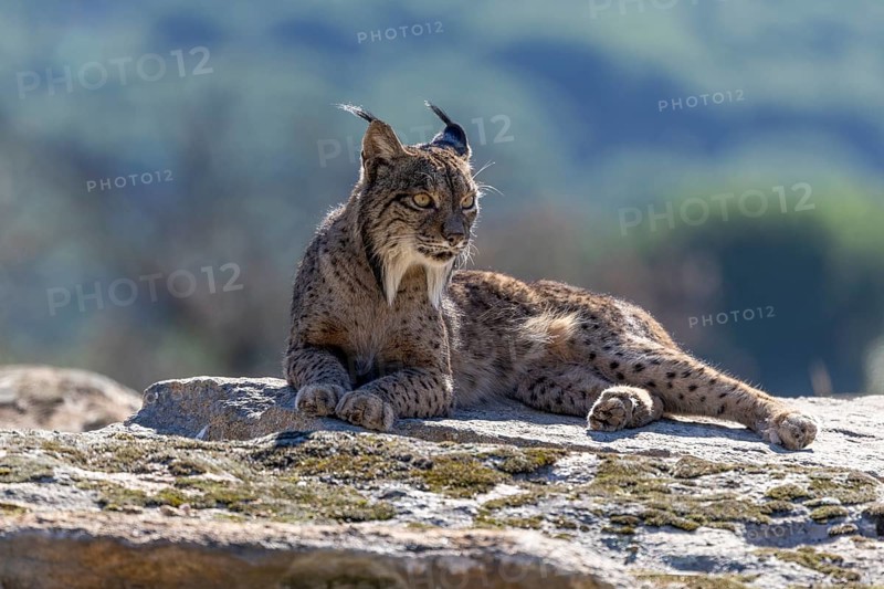 Lynx pardinus, male, lying on stone, background far away, Sierra de Andujar, Andalusia, Spain, Europe