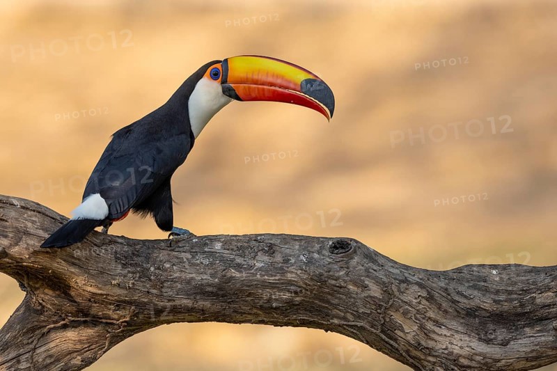 Giant toucan (Ramphastos toco), on branch, Pantanal, Brazil, South America