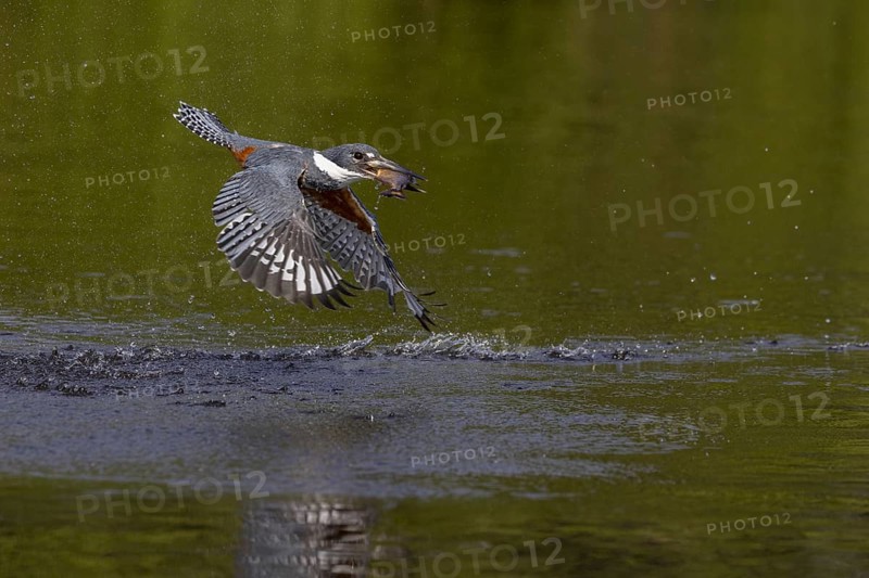 Red-breasted Kingfisher (Megaceryle torquata), flying with caught fish, Rio Claro, Pantanal, Brazil, South America