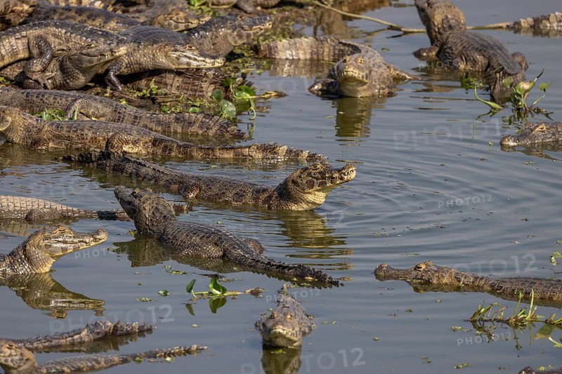 Spectacled caiman (Caiman yacare), large aggregation, lake at the Pantaneira, main road through the Pantanal, Pantanal, Brazil, South America