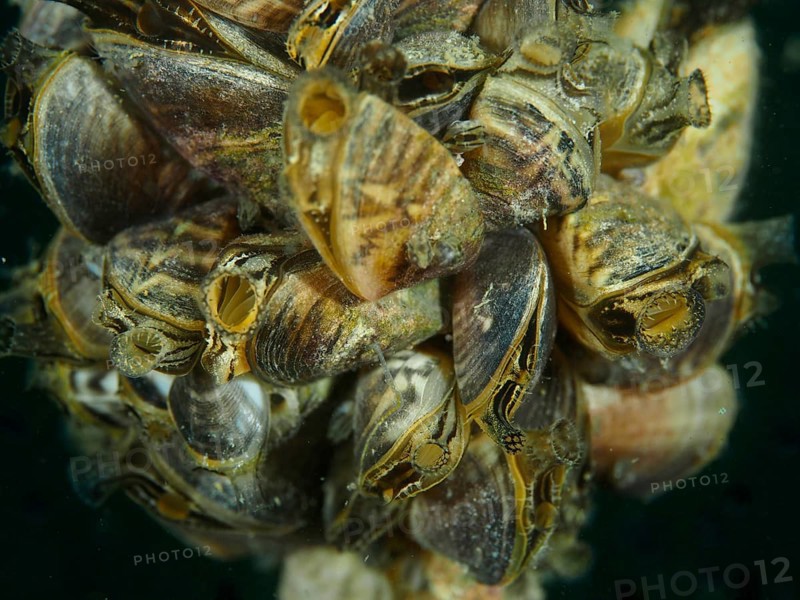 A cluster of quagga mussels (Dreissena rostriformis bugensis), invasive species, Wildsau dive site, Berlingen, Lake Constance, Switzerland, Germany, Europe