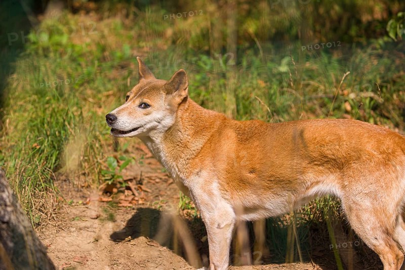 One New Guinea singing dog or New Guinea Highland dog (Canis hallstromi) (Canis dingo hallstromi, Canis familiaris) standing on a meadow