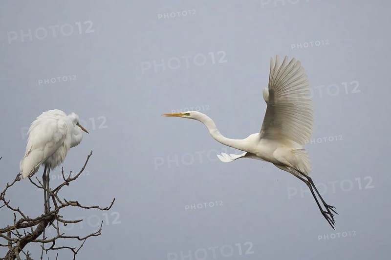 A great egret (Ardea alba) flies in front of a tree while another one rests on a branch, Hesse, Germany, Europe