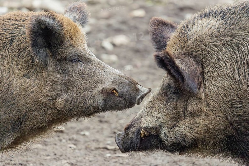 Two adult male wild boars (Sus scrofa)stand face to face, having a dispute
