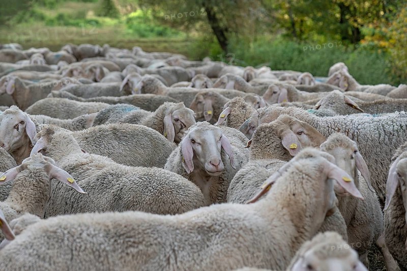 A herd of Merinoland sheep in the pasture, Thuisbrunn, Upper Franconia, Bavaria, Germany, Europe