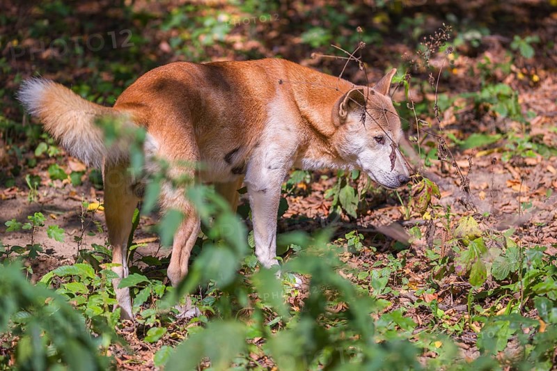 One New Guinea singing dog or New Guinea Highland dog (Canis hallstromi) (Canis dingo hallstromi, Canis familiaris) standing in the forest