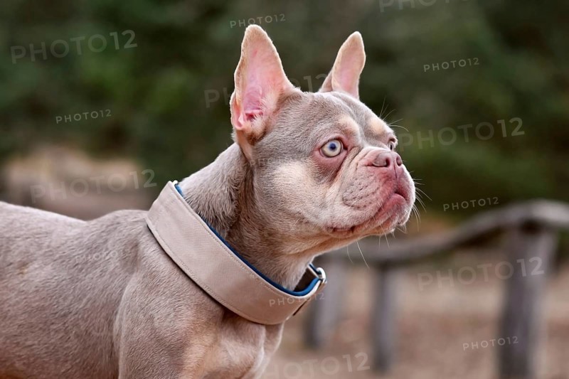 Portrait of New Shade Isabella orange Tan colored French Bulldog with wide pull stop dog collar