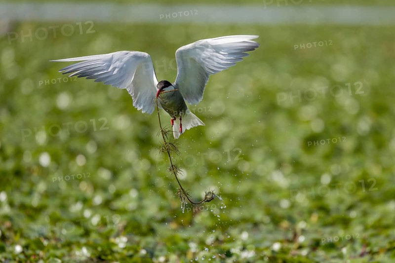 White-bearded Tern (Chlidonias hybrida), flying with nesting material, Danube Delta, Romania, Europe
