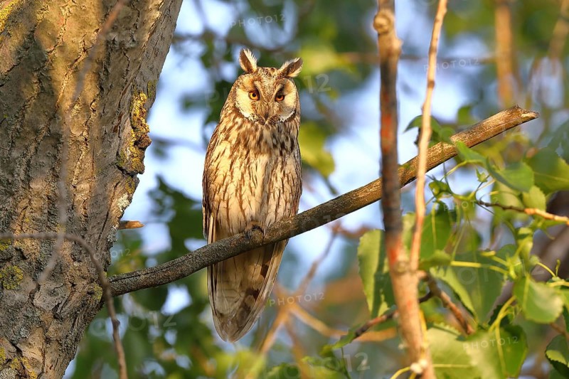 Long-eared owl (Asio otus), sitting on a branch in an aspen (Populus tremula), Burgenland, Austria, Europe