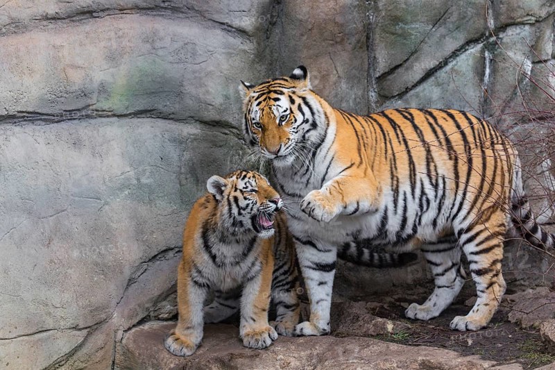 Siberian Tiger Mother with one cub, Panthera tigris altaica, playing with each other. Rock wall behind them