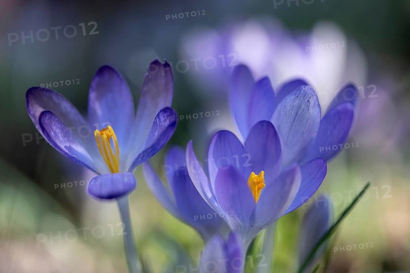 Elfin crocus (Crocus tommasianus), Emsland, Lower Saxony, Germany, Europe