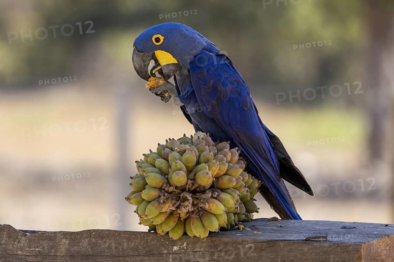 Hyacinth Macaw (Anodorhynchus hyacinthinus) on Urucuri (Attalea phalerata) palm fruit, Pantanal, Brazil, South America