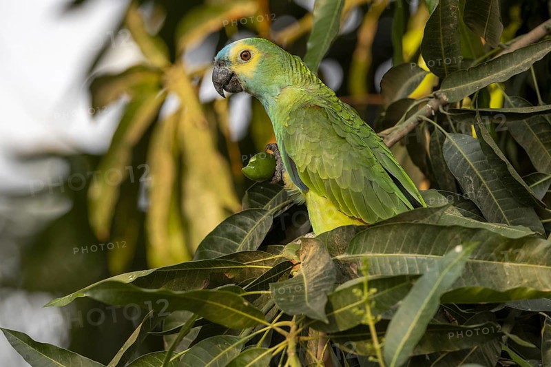 Blue-fronted Amazon (Amazona aestiva), with fruit, Pantanal, Brazil, South America