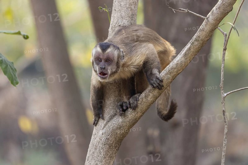 Crested capuchin monkey (Sapajus apella) or hooded capuchin, on branch, Pantanal, Brazil, South America