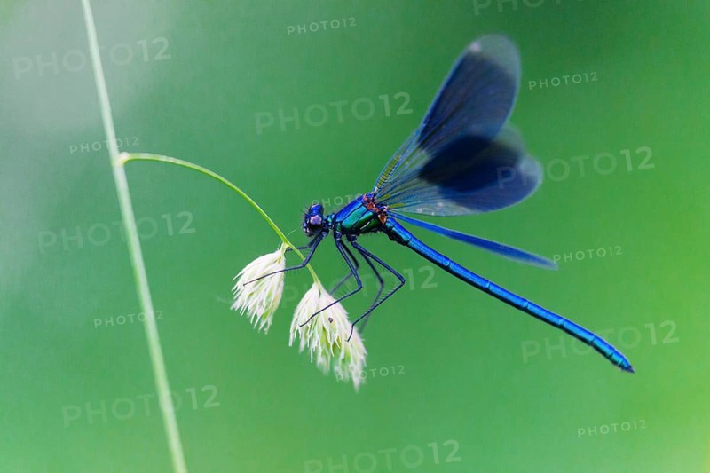 Banded Demoiselle (Calopteryx splendens), adult male resting on a grass stalk, Hesse, Germany, Europe
