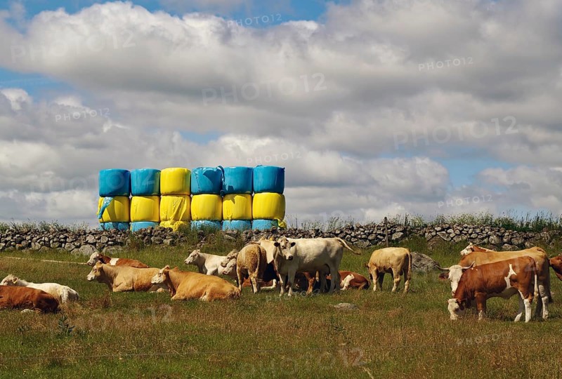 Grazing cows in a meadow in front of stacked fodder and a cloudy sky, fodder bale in the shape of the Swedish flag, Ystad, Skåne, Sweden, Europe